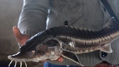 ماهیان خاویاری