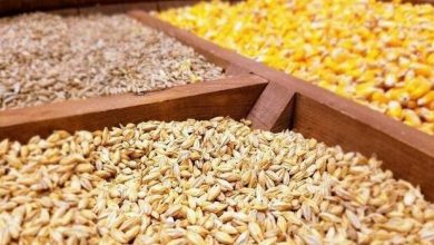 هفت هزار تن نهاده دامی در خراسان شمالی تامین شد