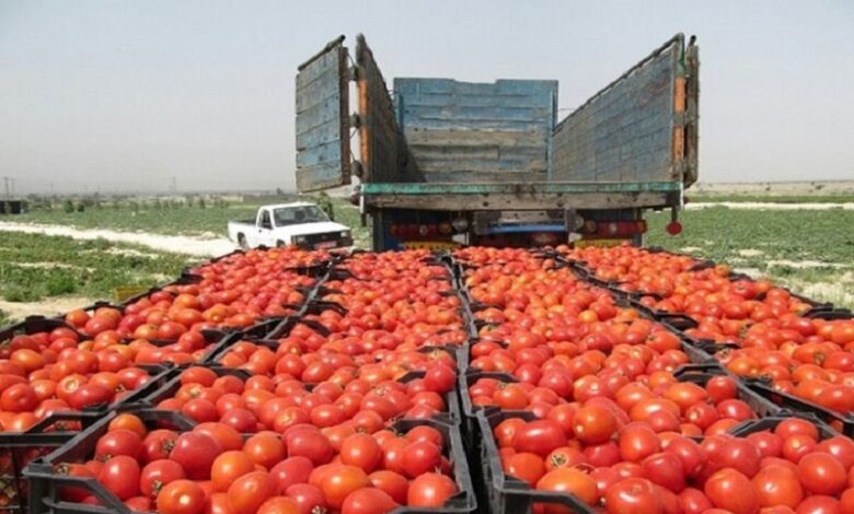 فرنگی 780x470 - عوارض صادرات گوجه فرنگی تا آخر سال تمدید شد