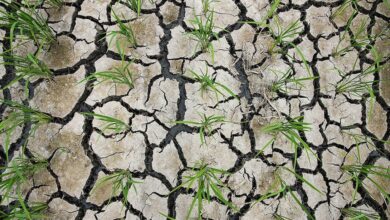 بحران خشکسالی