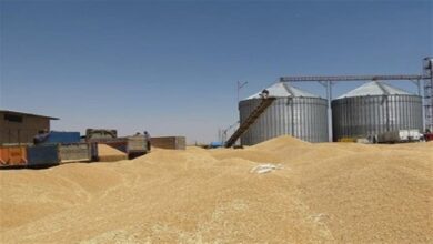 افزایش تولید و ذخیره سازی غلات در ایران رتبه هشتم ذخیره سازی غلات جهان
