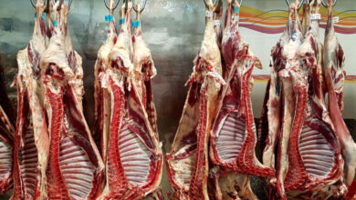 واردات گوشت گرم از رومانی و استرالیا و کاهش قیمت گوشت در بازار