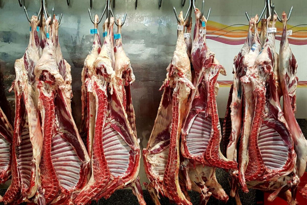 واردات گوشت گرم از رومانی و استرالیا و کاهش قیمت گوشت در بازار