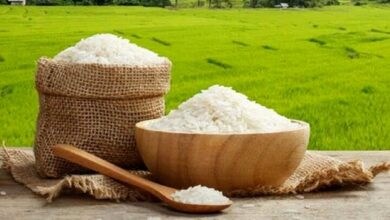 ممنوعیت کشت برنج در این استان