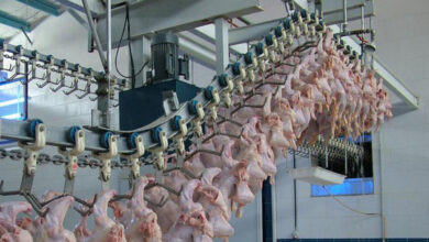 علت کمبود گوشت مرغ در بازار