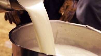 وزارت کشاورزی افزایش قیمت شیرخام را تصویب کرده است