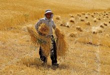 افزایش قیمت خرید تضمینی گندم