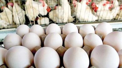 پیش بینی قیمت مرغ و تخم مرغ