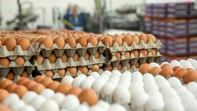 تخم مرغ به نصف قیمت مصوب عرضه می‌شود