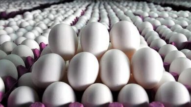 قیمت تخم مرغ در میادین میوه و تره بار چند؟