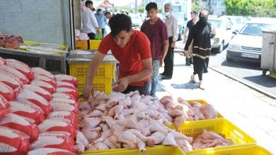دلایلی که نشان می دهد قیمت مرغ کاهش پیدا خواهد کرد