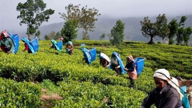پرداخت بدهی نفتی سریلانکا به ایران با چای