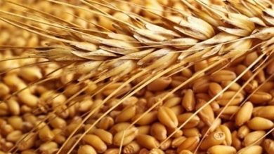 وزارت کشاورزی؛ یارانه خرید بذر گندم را ۳ برابر کنید