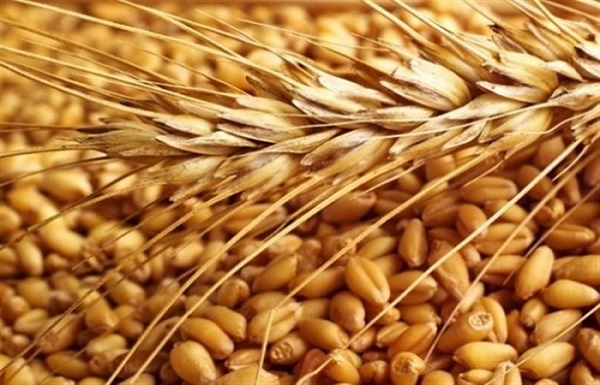 وزارت کشاورزی؛ یارانه خرید بذر گندم را ۳ برابر کنید