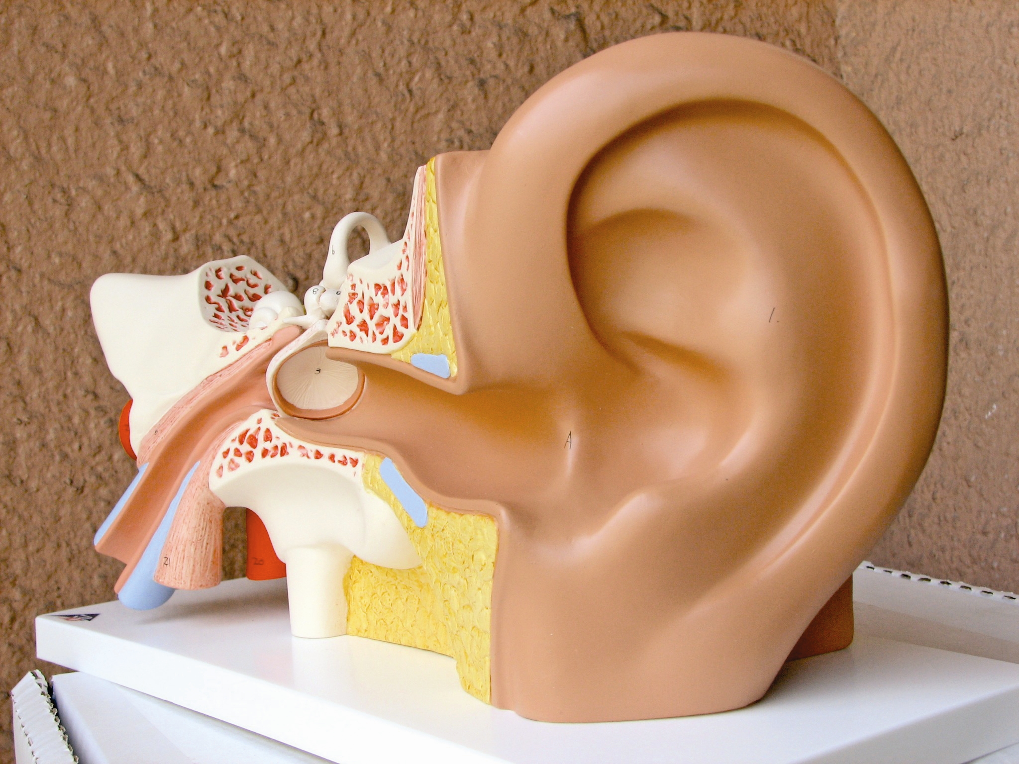 با مصرف این ماده غذایی شنوایی خود را تقویت کنید