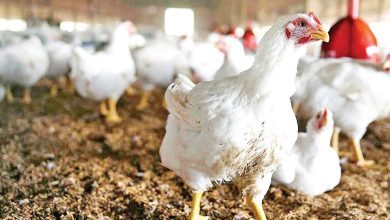 دبیر کانون سراسری مرغ گوشتی: بازار مرغ به تعادل می رسد