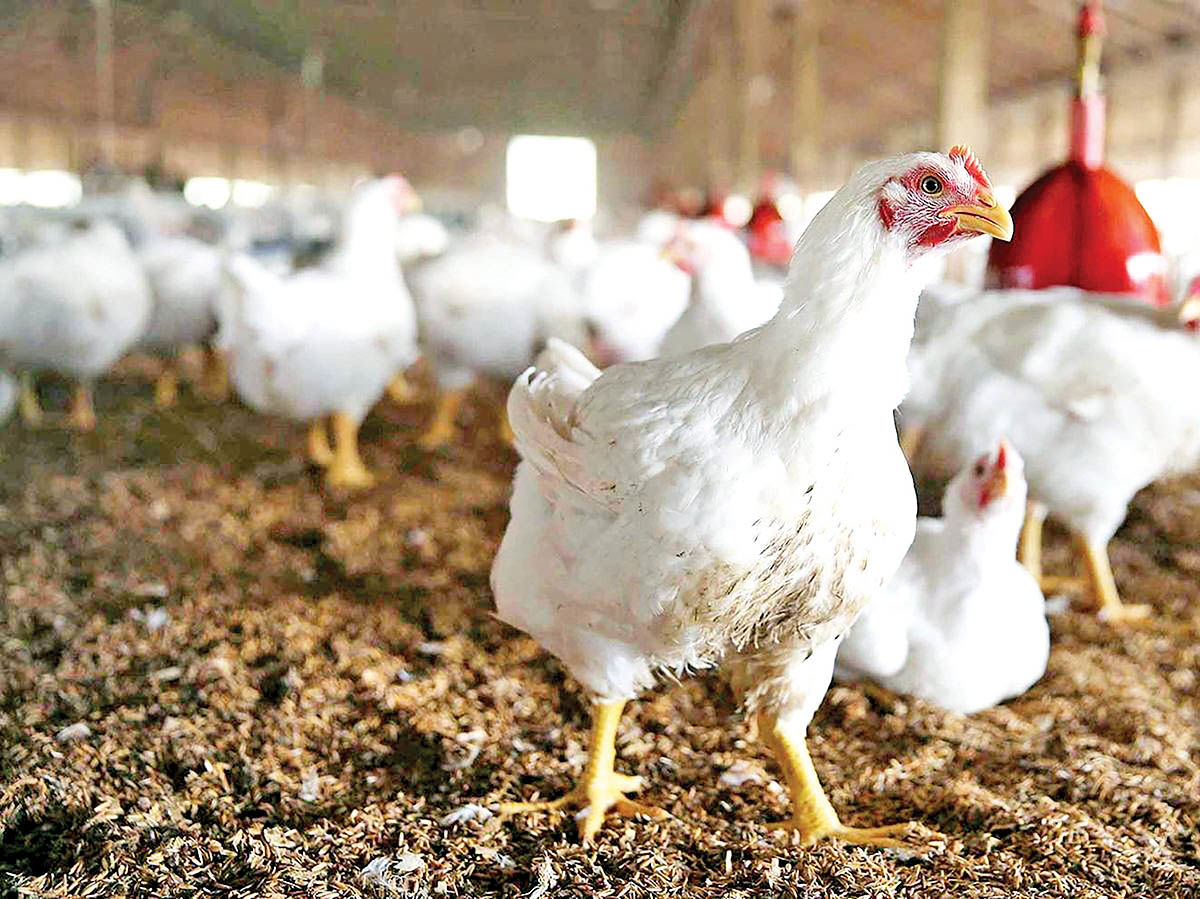 دبیر کانون سراسری مرغ گوشتی: بازار مرغ به تعادل می رسد