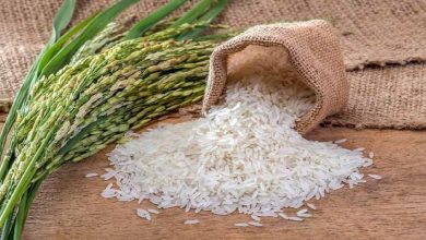 برنج پرمحصول مازندران