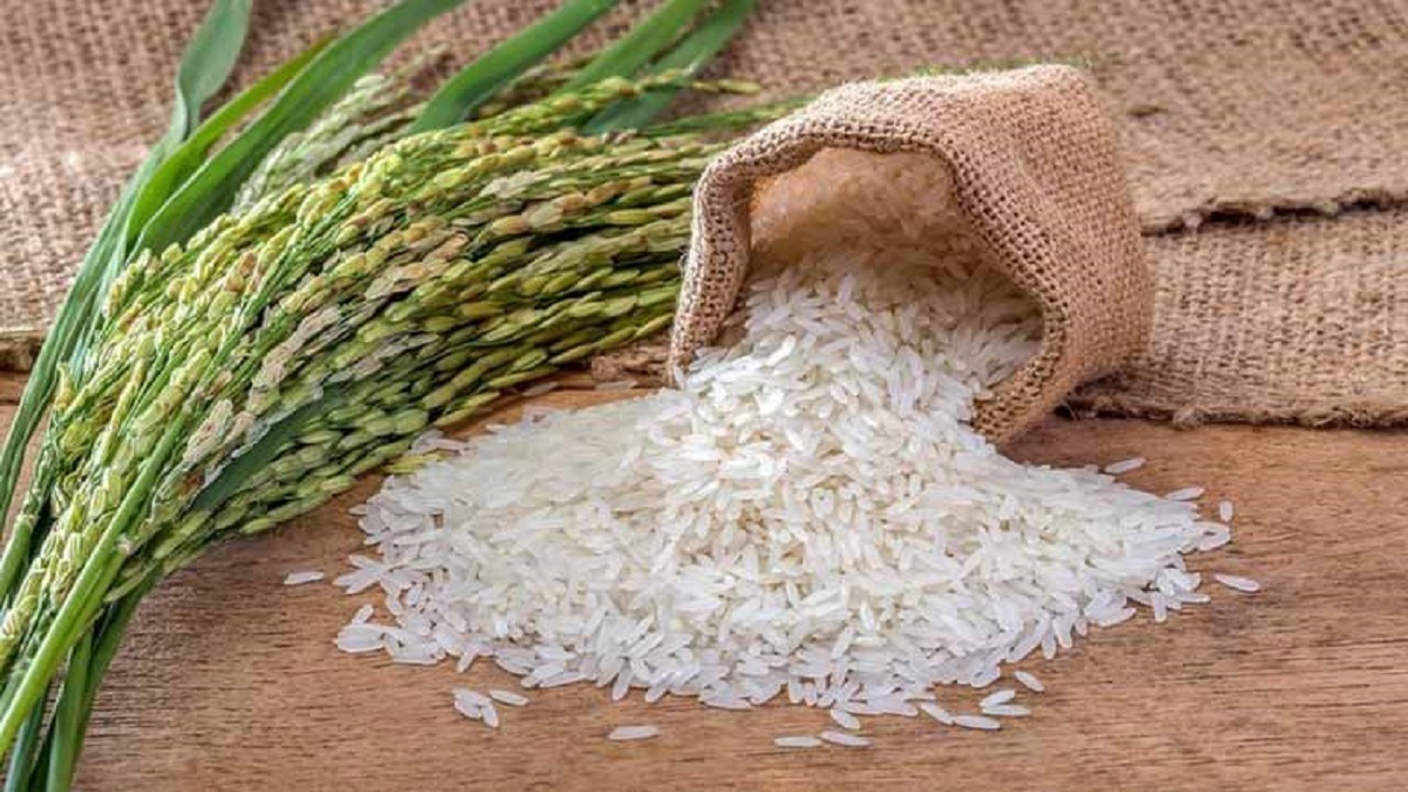 برنج پرمحصول مازندران