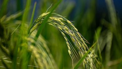 قیمت جدید خرید توافقی برنج اعلام شد