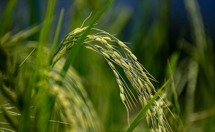 قیمت جدید خرید توافقی برنج اعلام شد