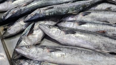 قیمت انواع ماهی در میادین میوه و تره بار