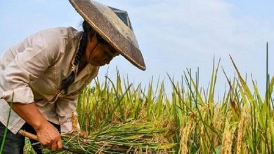 امسال افزایش قیمت برنج رکوردشکنی خواهد کرد