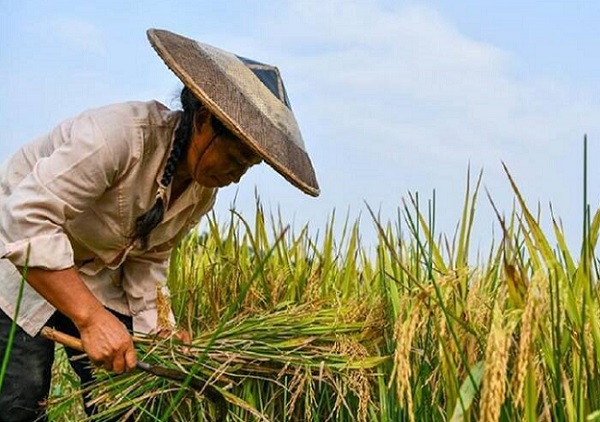 امسال افزایش قیمت برنج رکوردشکنی خواهد کرد