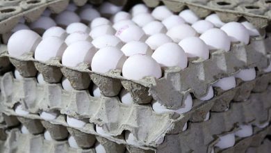 آخرین قیمت تخم مرغ در میدان میوه و تره بار چند؟