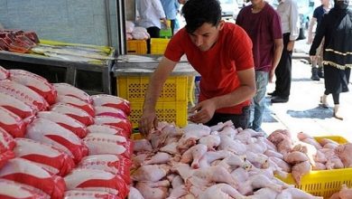 قیمت مرغ در بازار کاهشی شد