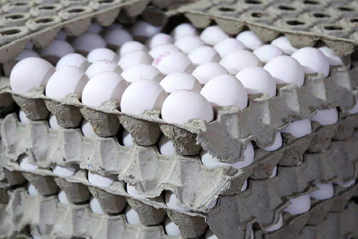 صادرات هم قیمت تخم مرغ را بالا نبرد
