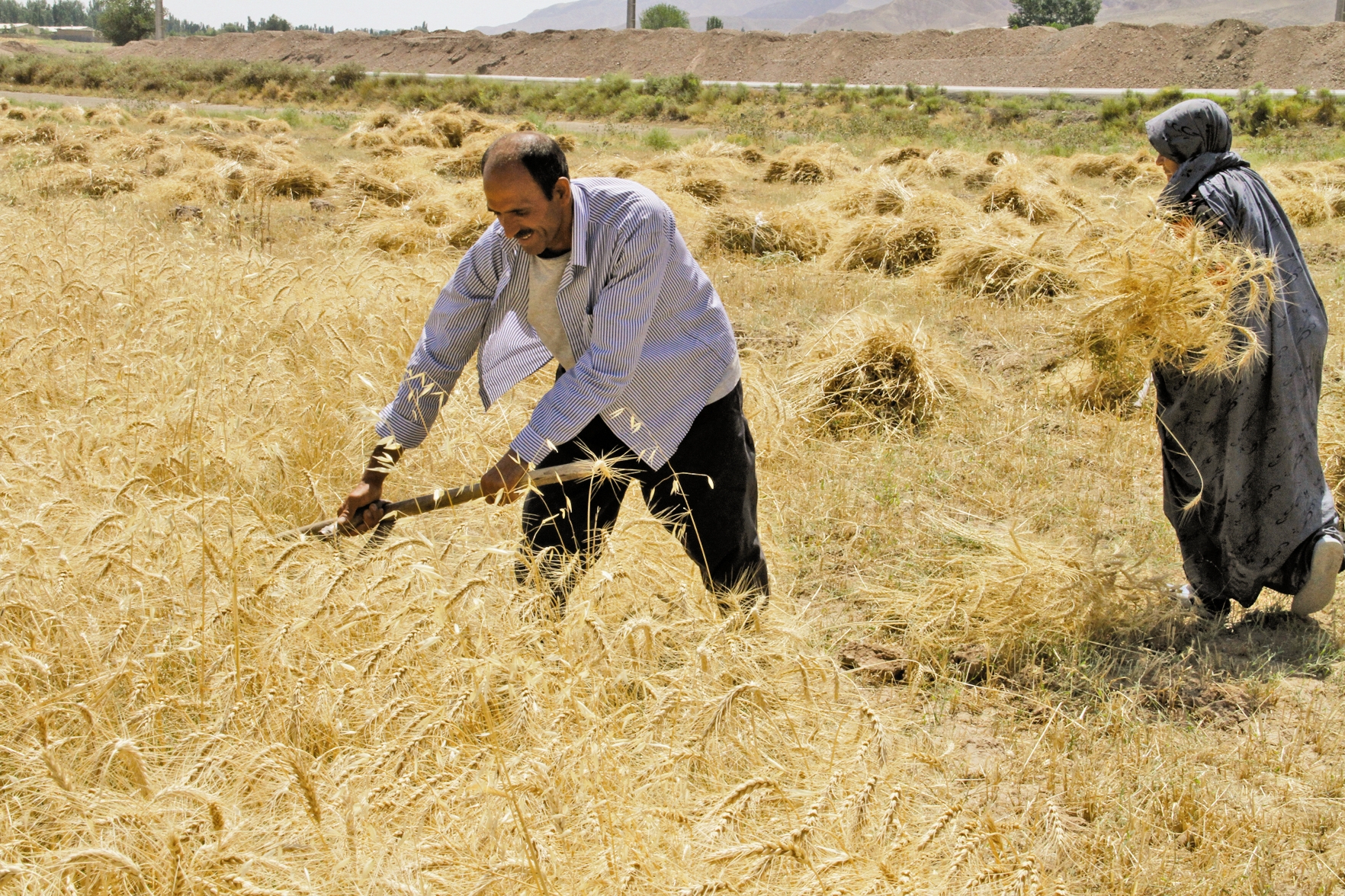 قیمت منطقی خرید تضمینی گندم بالای 20 هزار تومان است