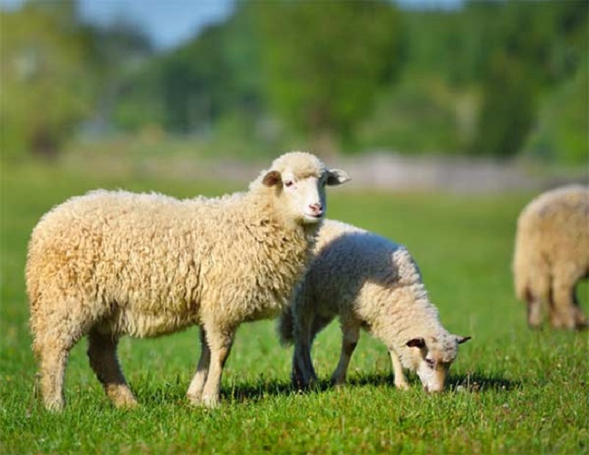 قیمت گوسفند زنده چند؟