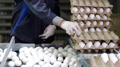 عرضه تخم‌مرغ در واحدهای تولیدی زیر قیمت مصوب