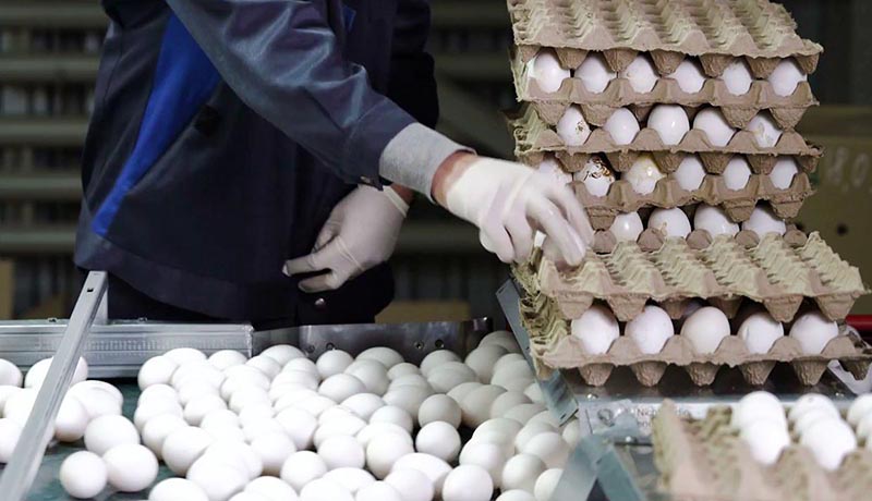 عرضه تخم‌مرغ در واحدهای تولیدی زیر قیمت مصوب