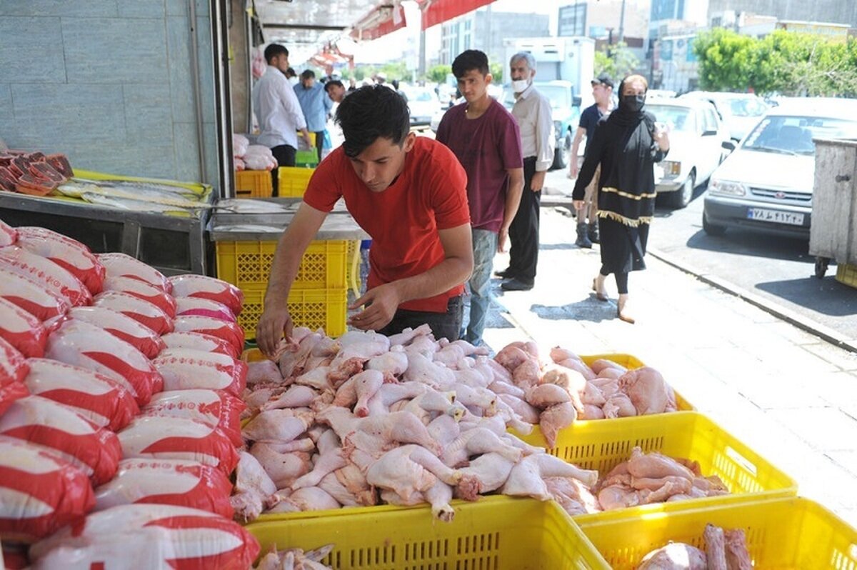 مرغ ارزان تر می شود؟