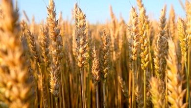 قیمت گندم چه زمانی تعیین می شود؟