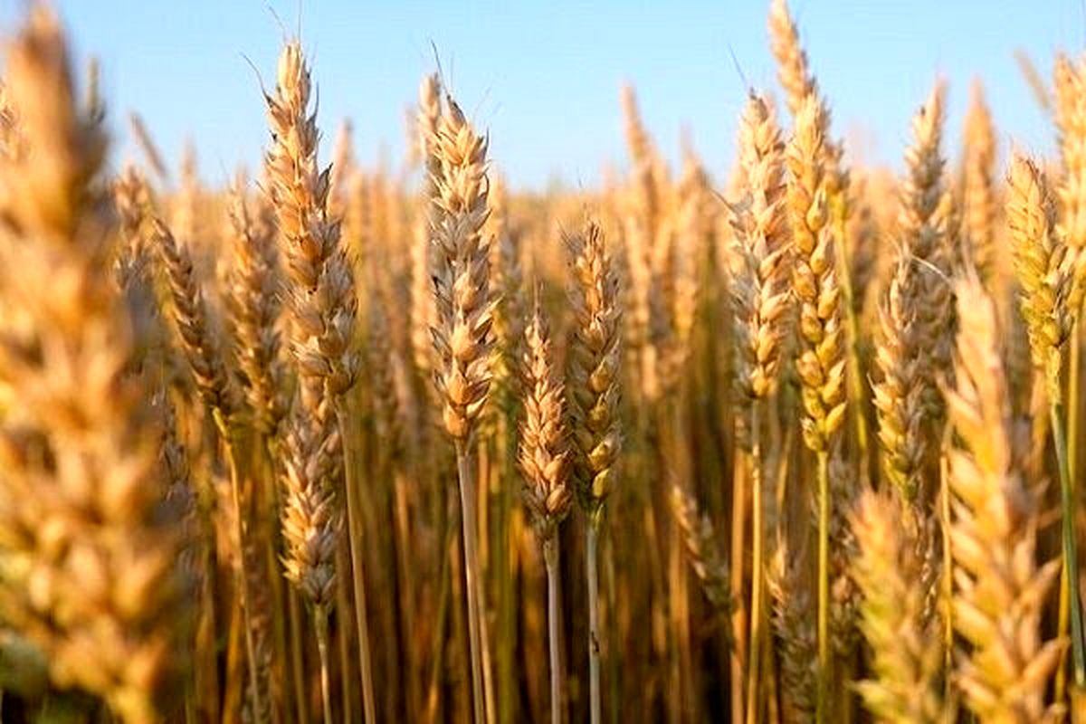 قیمت گندم چه زمانی تعیین می شود؟