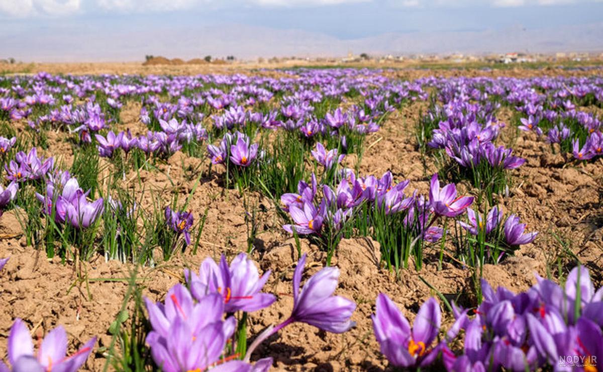 مزارع زعفران شناسنامه دار می شوند