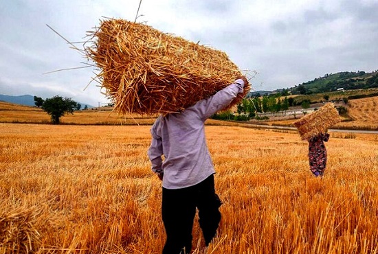 مطالبات معوق گندم‌کاران گرمسیری تسویه شد