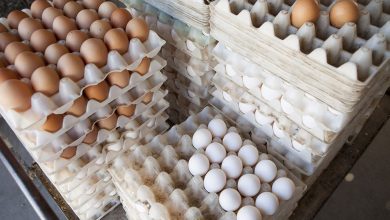 قیمت کنونی هر کیلو تخم مرغ در بازار اعلام شد