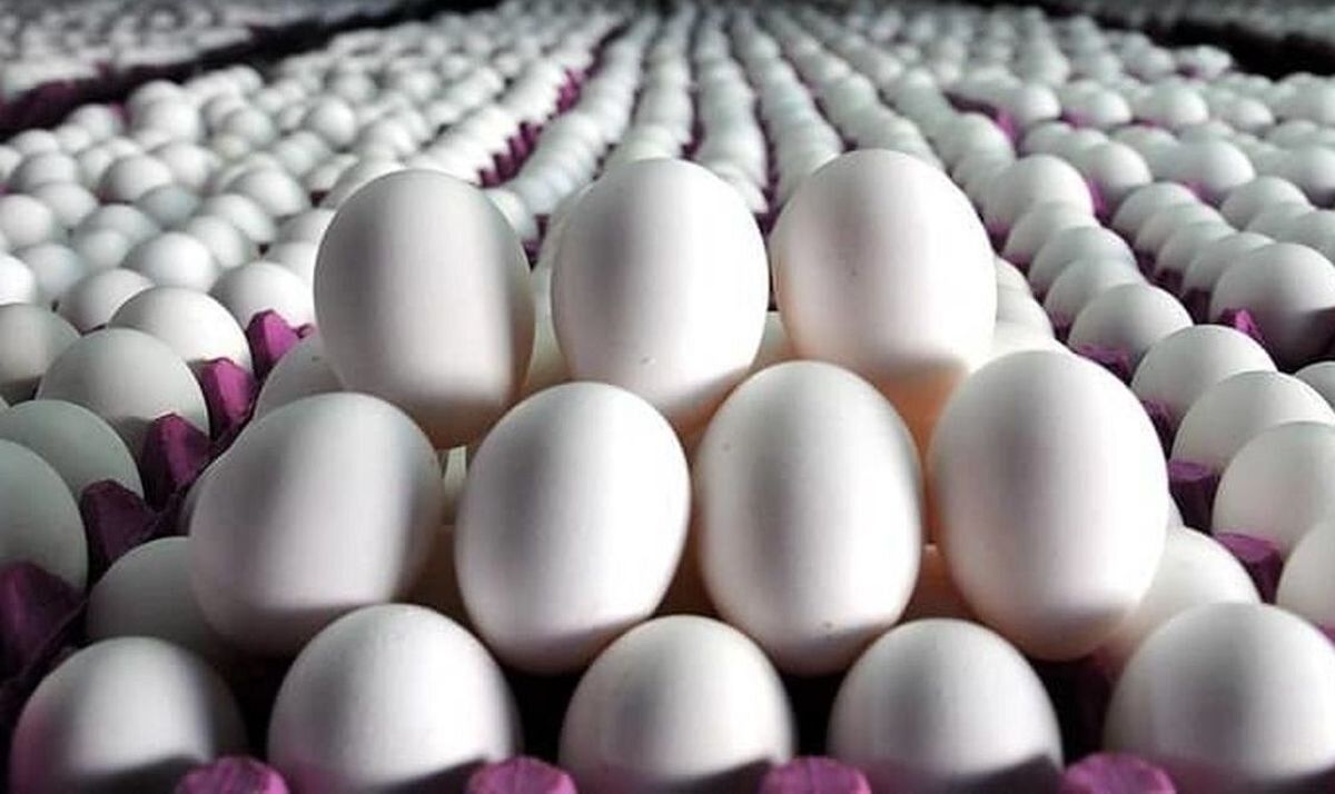رکورد صادرات تخم مرغ در نیمه اول سال
