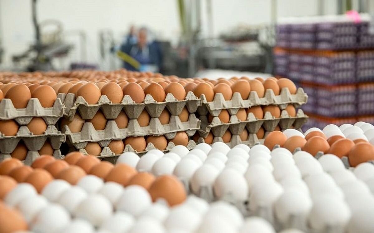 ممنوعیت صادرات تخم مرغ از ابتدای آبان