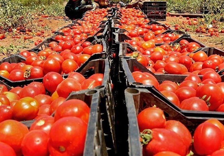 واردات گوجه فرنگی ایران به عراق آزاد شد
