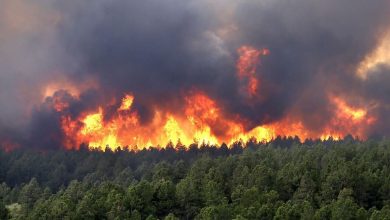 آتش سوزی در جنگل های چالوس در منطقه نمک آبرود