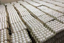 110 هزار تن تخم مرغ به 5 کشور صادر شد