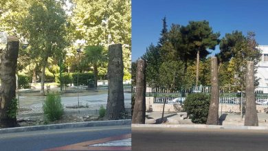 شهرداری از قطع درختان تهران چقدر پول در می‌آورد؟!