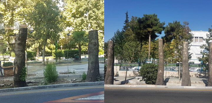 شهرداری از قطع درختان تهران چقدر پول در می‌آورد؟!