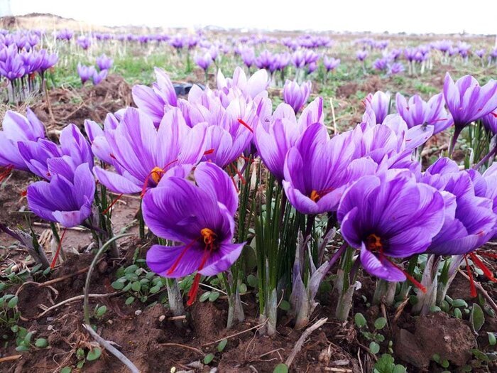 ایران بزرگترین تولید کننده زعفران در دنیا محسوب می شود
