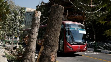 سامانه نهال به کمک درختان تهران می آید